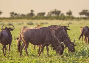 Common Blue Wildebeest or Brindled Gnu (Connochaetes taurinus) herd grazing at sunset in Mooiplaas river bed in bushveld savanna of Kruger national park South Africa