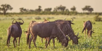 Common Blue Wildebeest or Brindled Gnu (Connochaetes taurinus) herd grazing at sunset in Mooiplaas river bed in bushveld savanna of Kruger national park South Africa