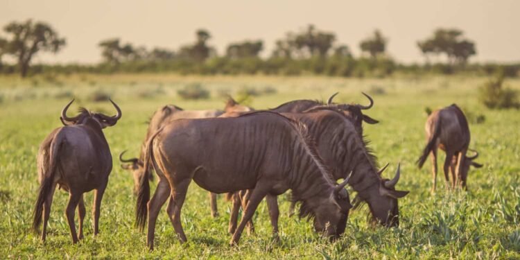 Common Blue Wildebeest or Brindled Gnu (Connochaetes taurinus) herd grazing at sunset in Mooiplaas river bed in bushveld savanna of Kruger national park South Africa