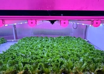 Achieving yield, quality, and longer shelf-life in vertically grown lettuce 15 temp 9c5a50fa 09a0 4424 b544 badff8b705d8