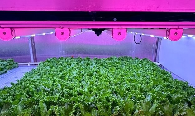 Achieving yield, quality, and longer shelf-life in vertically grown lettuce 10 temp 9c5a50fa 09a0 4424 b544 badff8b705d8