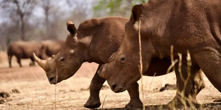 High Court ruling allows limited international trade of rhino horns 10 temp 1813e560 10d5 4782 8c83 ddba811db403