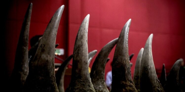 Rhino horn harvested from captive breeding operations can be exported, high court rules 10 temp 2bd56a3f bfe9 4acc a51c f68ab27be3c3