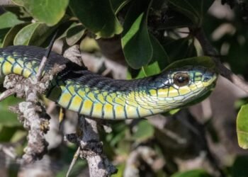 Vibrant Boomslang snake resting on a branch surrounded by green leaves