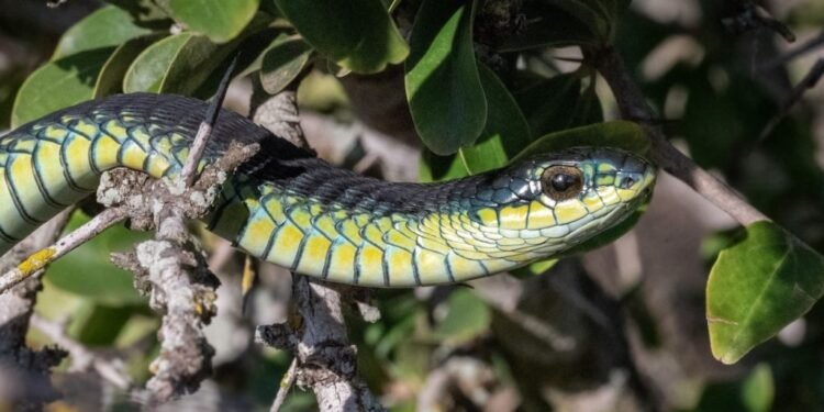 Vibrant Boomslang snake resting on a branch surrounded by green leaves
