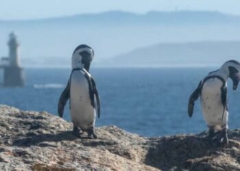 Bird flu hits Western Cape seabirds hard 17 temp b8a4654c cd3e 41e0 9dc1 c4d552e31734