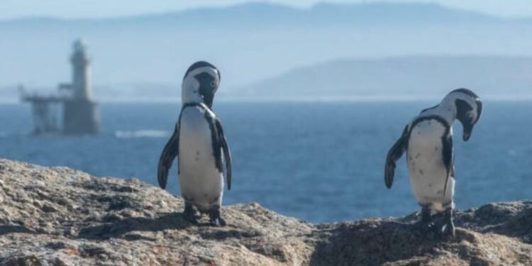 Bird flu hits Western Cape seabirds hard 10 temp b8a4654c cd3e 41e0 9dc1 c4d552e31734